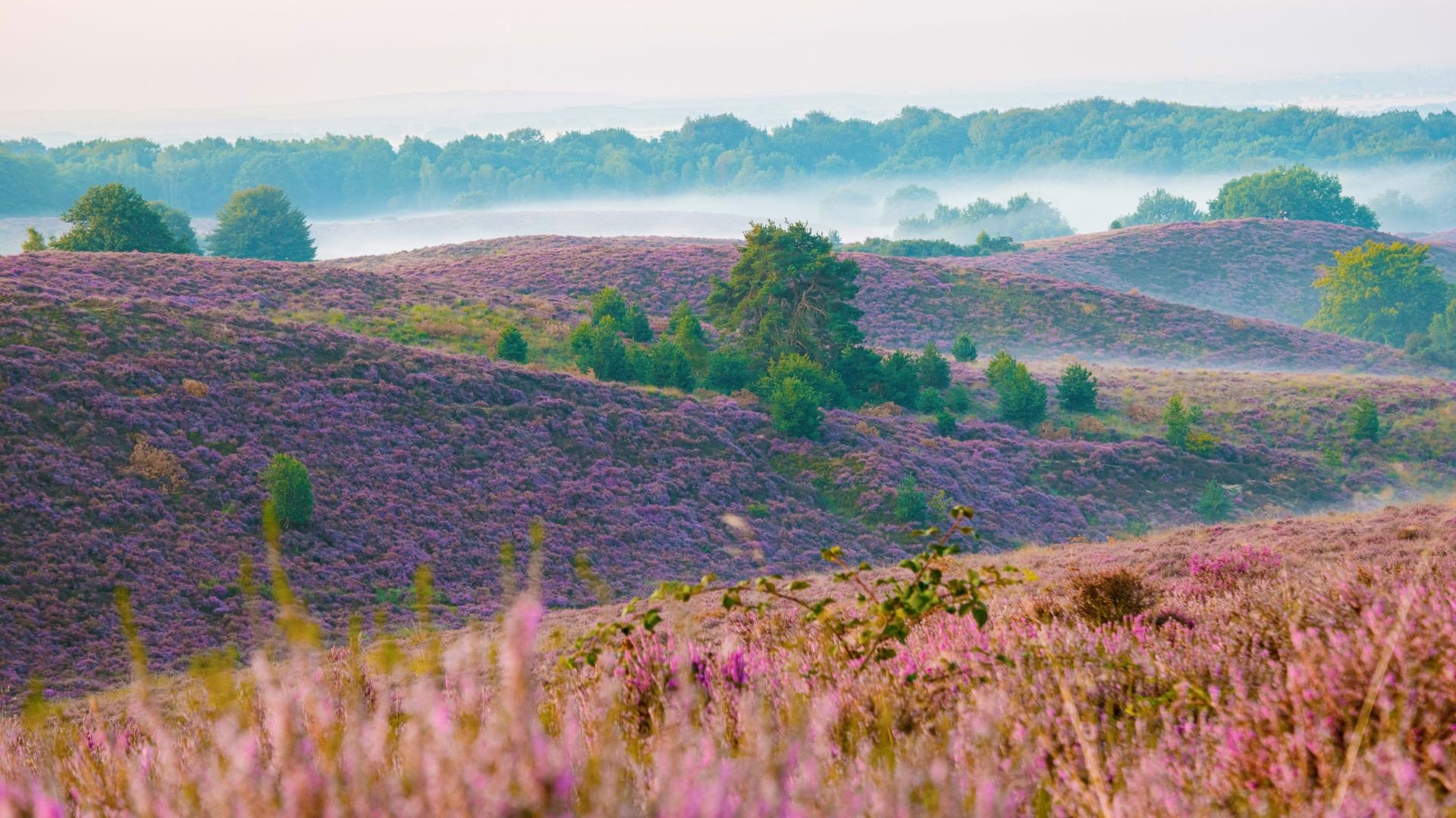 Posbank Veluwe