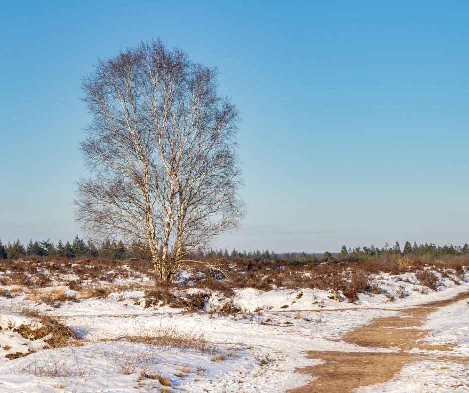 Vakantie in de winter Veluwe